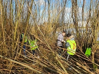 Foto bij artikel Wilgen Knotten