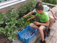 Foto bij artikel Eerste oogst